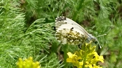 Aurorasommerfugl (Anthocharis cardamines)