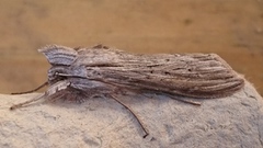 Lyst hettefly (Cucullia umbratica)