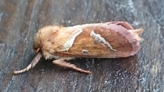 Rød roteter (Triodia sylvina)