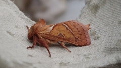 Rød roteter (Triodia sylvina)