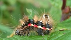 Syrekveldfly (Acronicta rumicis)