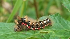 Syrekveldfly (Acronicta rumicis)