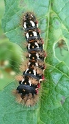 Syrekveldfly (Acronicta rumicis)