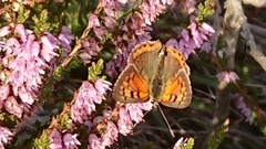 Ildgullvinge (Lycaena phlaeas)