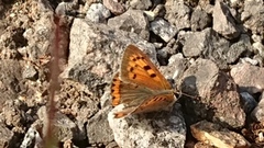 Ildgullvinge (Lycaena phlaeas)