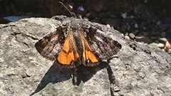 Bjørkevårmåler (Archiearis parthenias)