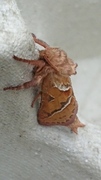 Rød roteter (Triodia sylvina)