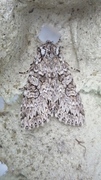 Grått hakefly (Polia nebulosa)