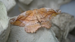 Fagermåler (Apeira syringaria)