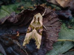 Taggvingefly (Phlogophora meticulosa)