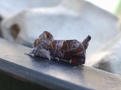 Dvergstjertspinner (Clostera pigra)