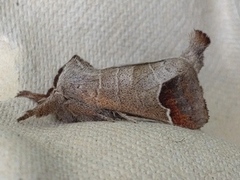 Rødflekkstjertspinner (Clostera curtula)