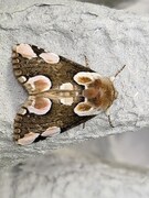 Flekkhalvspinner (Thyatira batis)