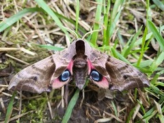 Kveldpåfugløye (Smerinthus ocellata)