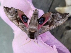Kveldpåfugløye (Smerinthus ocellata)