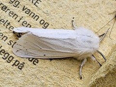 Hvit tigerspinner (Spilosoma urticae)