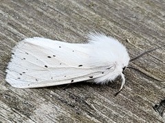 Punkttigerspinner (Spilosoma lubricipeda)