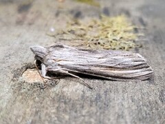 Lyst hettefly (Cucullia umbratica)