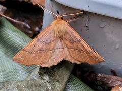 Spinnermåler (Colotois pennaria)