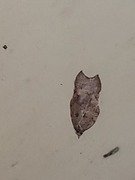 Grå-/konkavflatvikler (Acleris effractana/emargana)