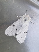 Hvitt kveldfly (Acronicta leporina)