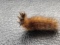 Rustvingespinner (Phragmatobia fuliginosa)