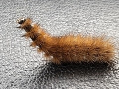 Rustvingespinner (Phragmatobia fuliginosa)