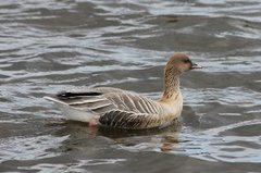 Kortnebbgås (Anser brachyrhynchus)