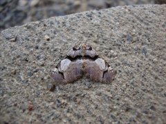 Fiolett rosemåler (Anticlea derivata)