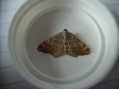 Furubuemåler (Macaria liturata)