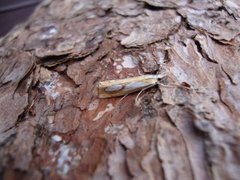 Toflekket nebbmott (Catoptria pinella)