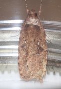 Agonopterix ciliella/heracliana