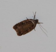 Agonopterix ciliella/heracliana