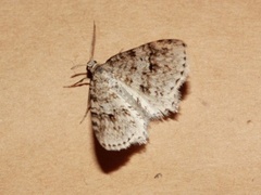 Rognemåler (Venusia cambrica)