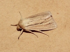 Brungult gressfly (Mythimna impura)