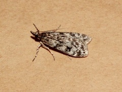 Barkmosemott (Eudonia truncicolella)