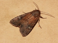 Teglrødt engfly (Apamea lateritia)