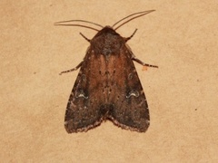 Teglrødt engfly (Apamea lateritia)