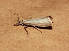 Blek nebbmott (Agriphila straminella)