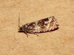 Engprydvikler (Celypha cespitana)