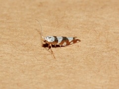 Argyresthia brockeella