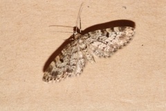 Grandvergmåler (Eupithecia tantillaria)