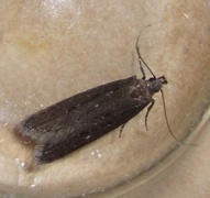 Neofaculta ericetella