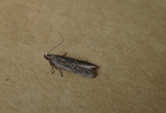 Neofaculta ericetella