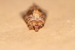 Fiolettbrunt metallfly (Autographa pulchrina)