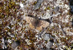 Frøyas perlemorvinge (Boloria freija)