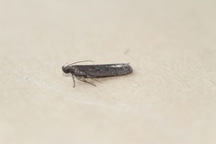 Neofaculta ericetella