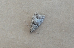 Skogmosemott (Eudonia lacustrata)