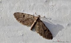 Taigadvergmåler (Eupithecia conterminata)