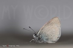 Engblåvinge (Cyaniris semiargus)